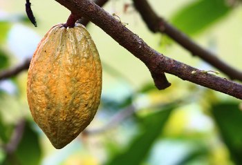 Cacao sur le cacaoyer